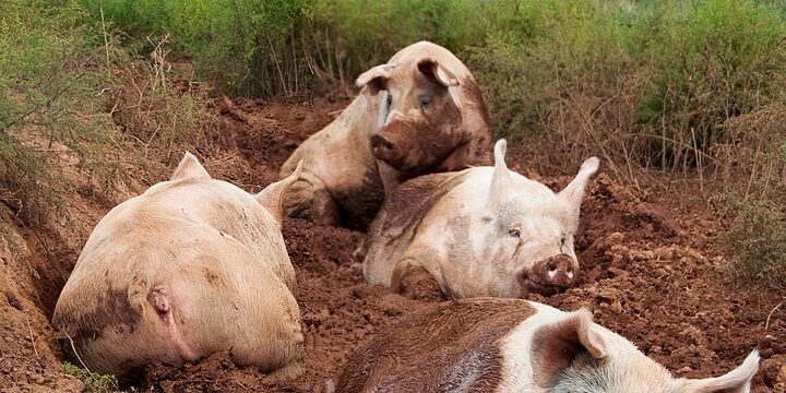 5 фактов о свиньях, которые заставят вас посмотреть на этих животных иначе