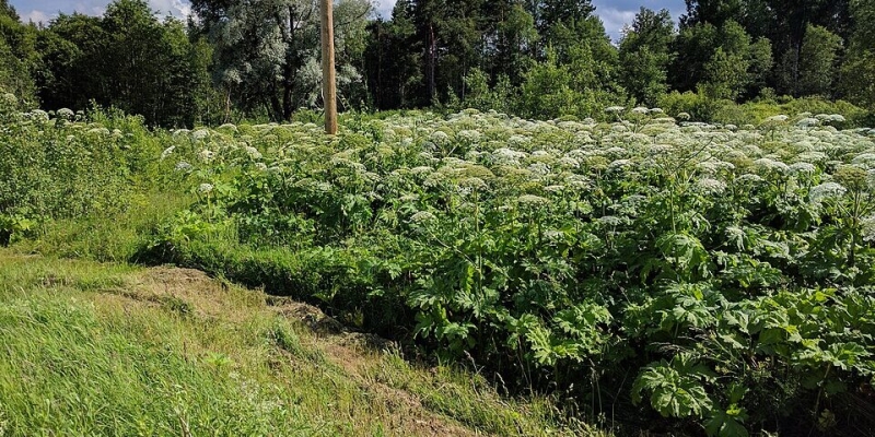 8 самых опасных растений мира, от которых лучше держаться подальше